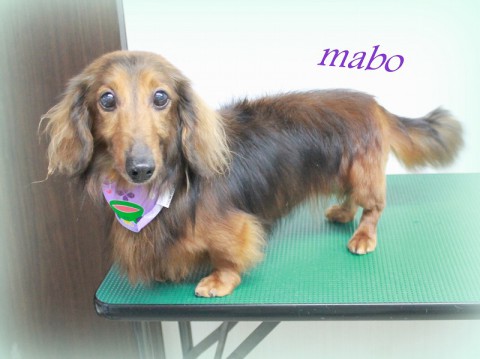 4月19日鶴田マーボー