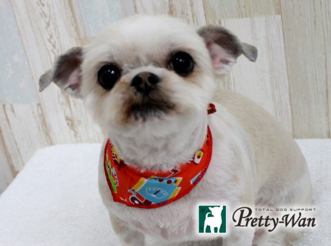 ホッタユメ160515