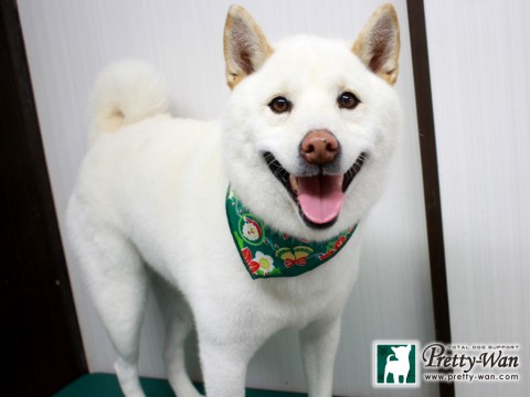 エサキハチ151215