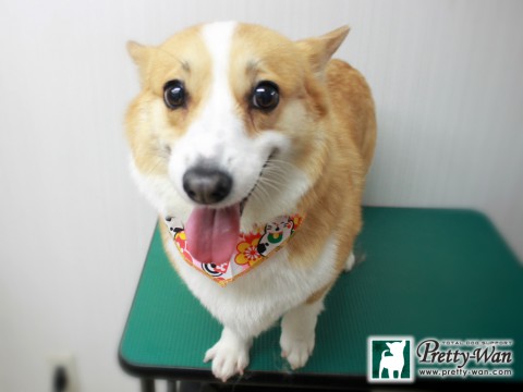 カトウハナ151230