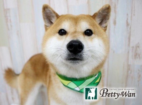 トウボウアオ160612