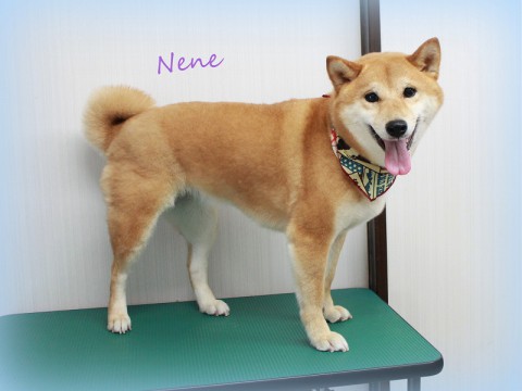 ツボイネネ150524