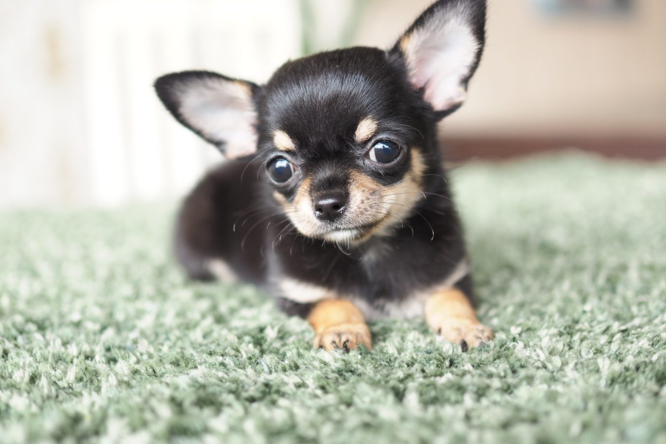 ブラックタンスムースチワワの くるみ ちゃん プリティー ワン