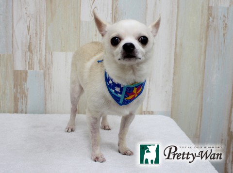 シモハタプチ160304