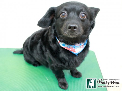 カトウクロ160123