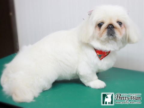 イケヤマアコ151218