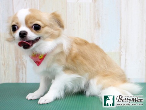 タンゲコウメ160131 (2)