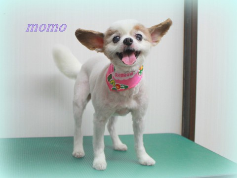 ヨシカワモモ150509