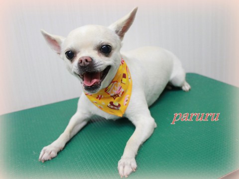 4月12日柏木パルル