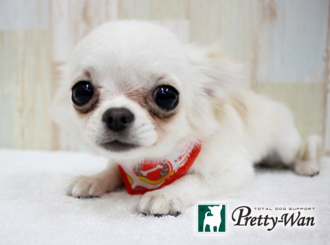 カトウモネ160305