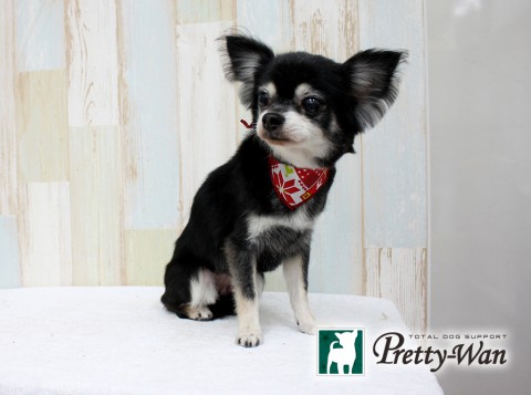 ノムラチョコ160220