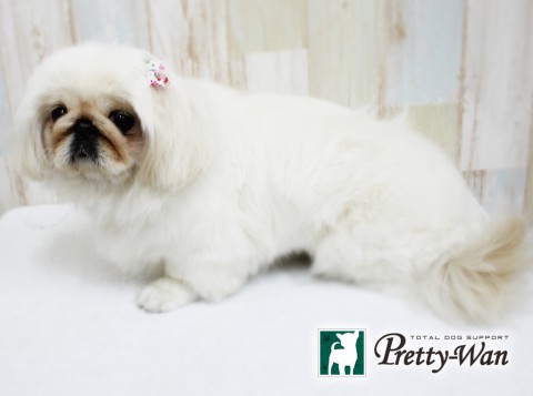 イケヤマアコ160411