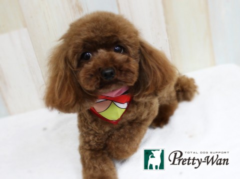 ヒガシダルル160406