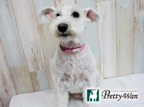 ミタムラシェリー160704