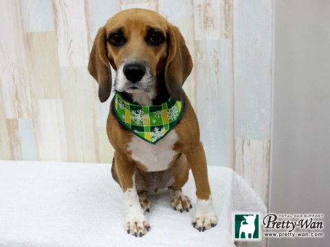 コバヤシラム160210