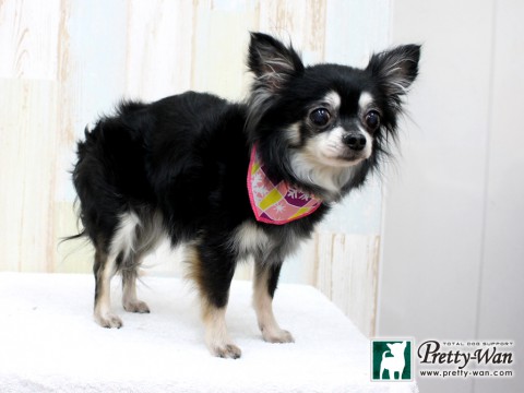 ホリキレコバ1602010