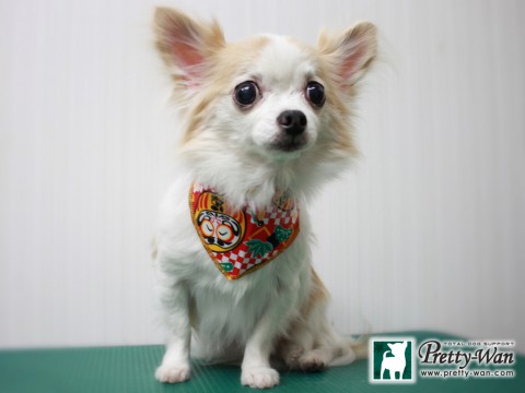 イケダスミレ151230