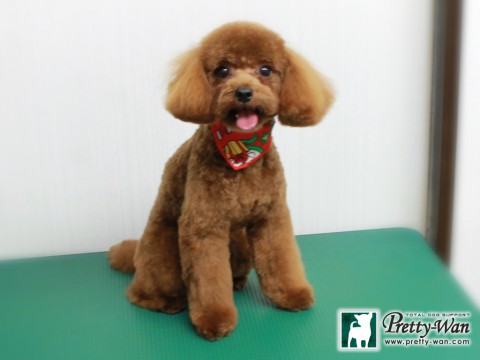 タナカジョエル151218