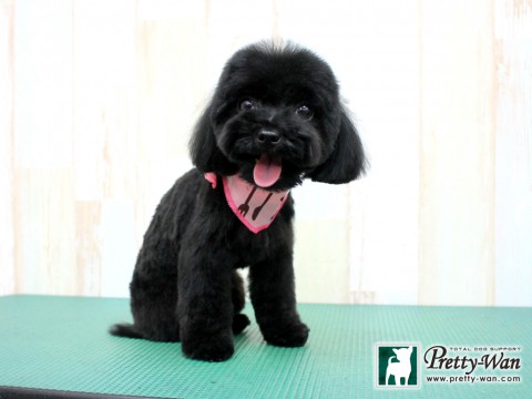 マアイモナカ160207