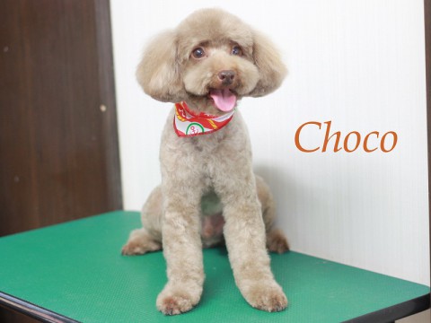 ヨゴチョコ150829