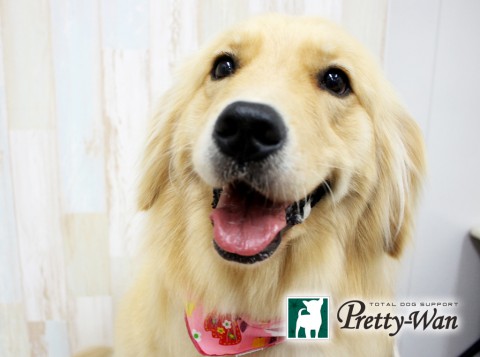 カトウサラン160604