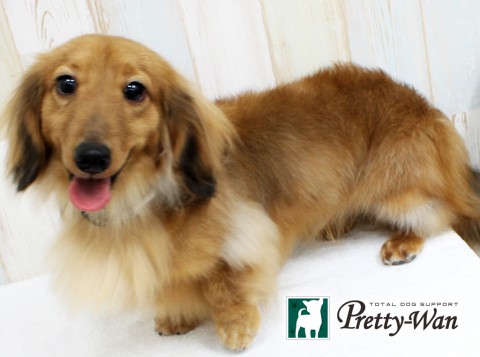 ハラダキララ160408