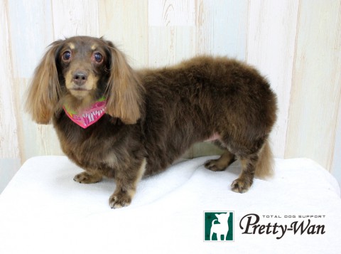 コイケチョビ160309