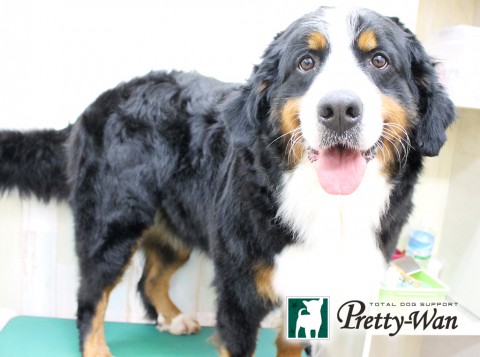 ブリーダークルミ160404