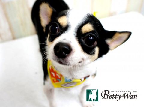 ウオズミメメ160427