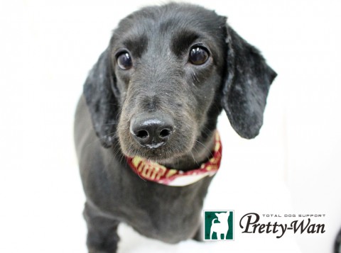 ハットリルティア160524