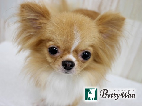 ウエノコテツ160624