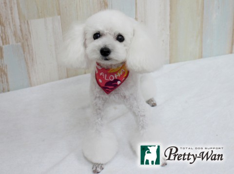 コイズミフク160702