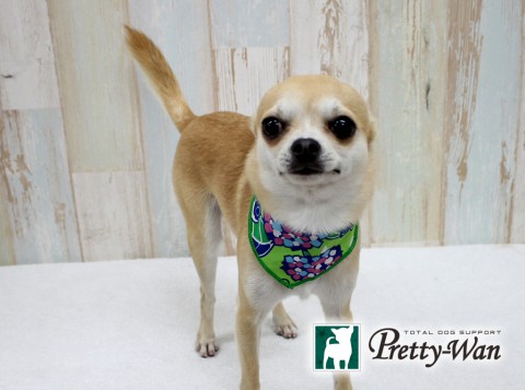 アズマバレン160610