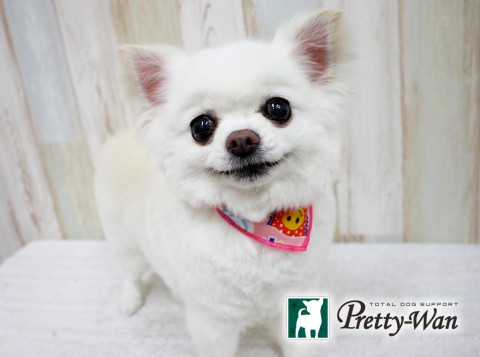 アオキモエ160614