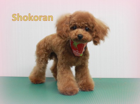 4月5日鍋田聖姫蘭