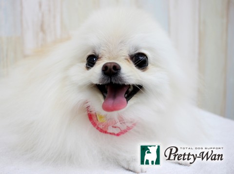 カトウシュクル160409