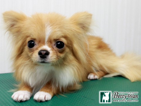 ウエノコテツ151221