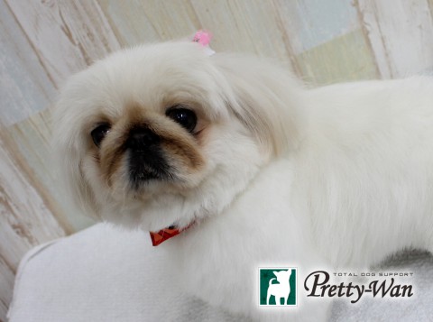 イケタマアコ160518