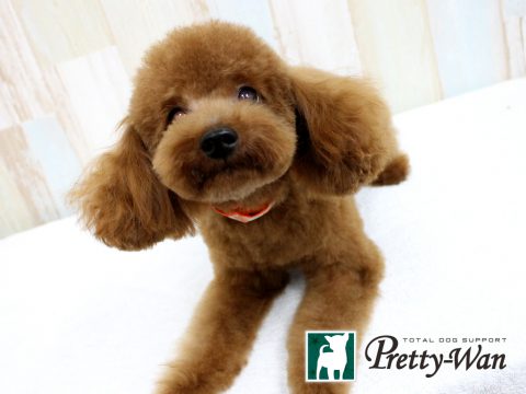 %e3%82%b3%e3%82%a6%e3%83%88%e3%83%8b%e3%83%bc161002