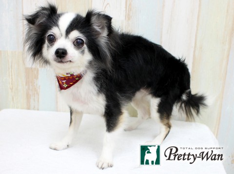 マツバマリー160309