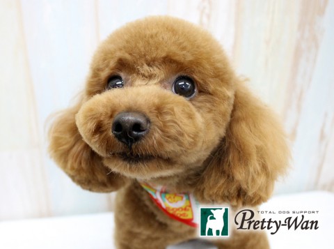 ヤマダフジマル160601