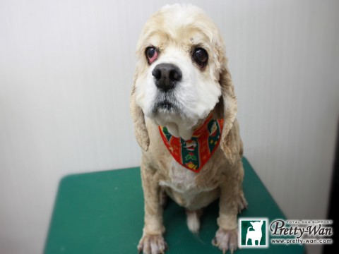 コヤマトーマス151209