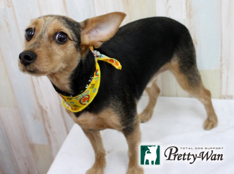 コイズミダイハチ160702