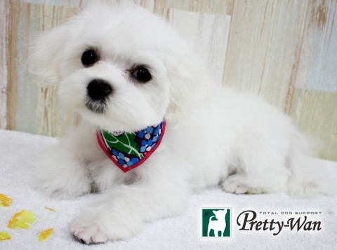 カワムラサクラ160509