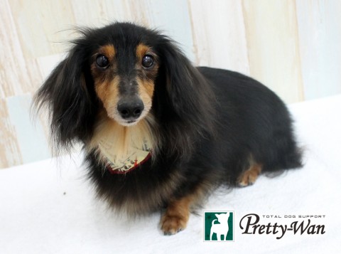 ハラダメグ160601