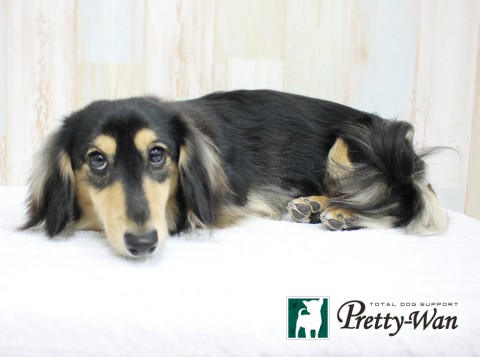 イワタエルマー160417