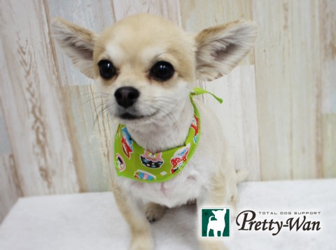 カトウリク160410