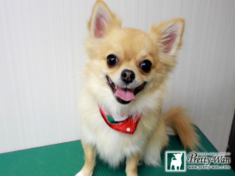 イチカワランラン151209