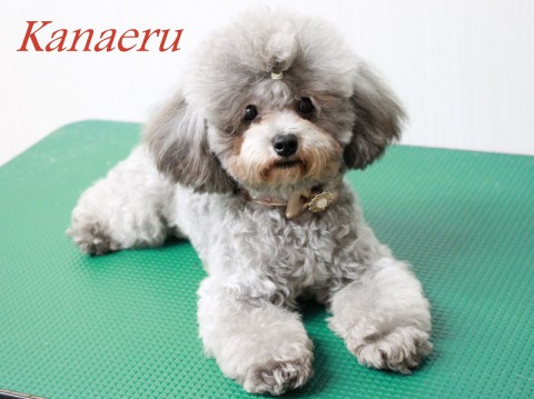 ミズノカナエル151012