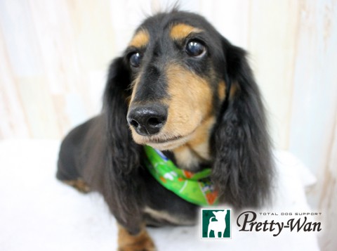 イケダアポロ160605